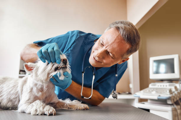 Best Emergency Root Canal Treatment in Wren, AR